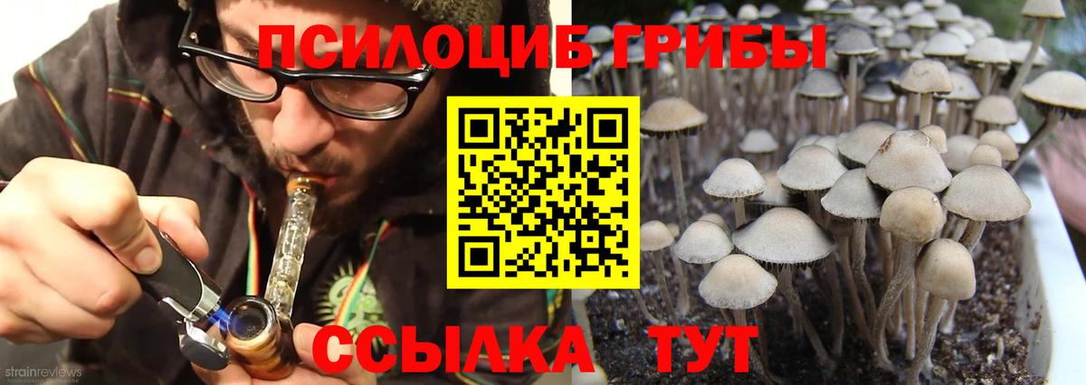 Губкинский  Галлюциногенные грибы Psilocybine cubensis  Вход с VPN 